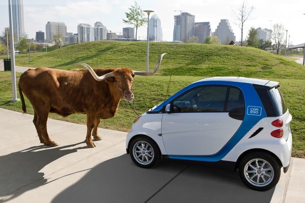 smart car white and blue with highland cow