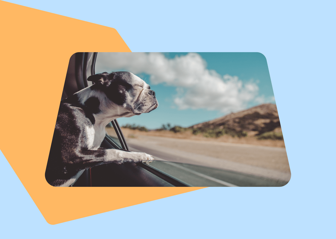 Accessories You Need for Your Car if You Have a Dog... or Two!