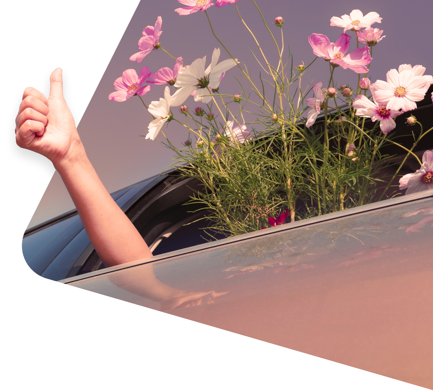 Flower Hero Image-1