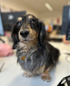 black and brown sausage dog