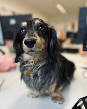 Sausage dogs on table