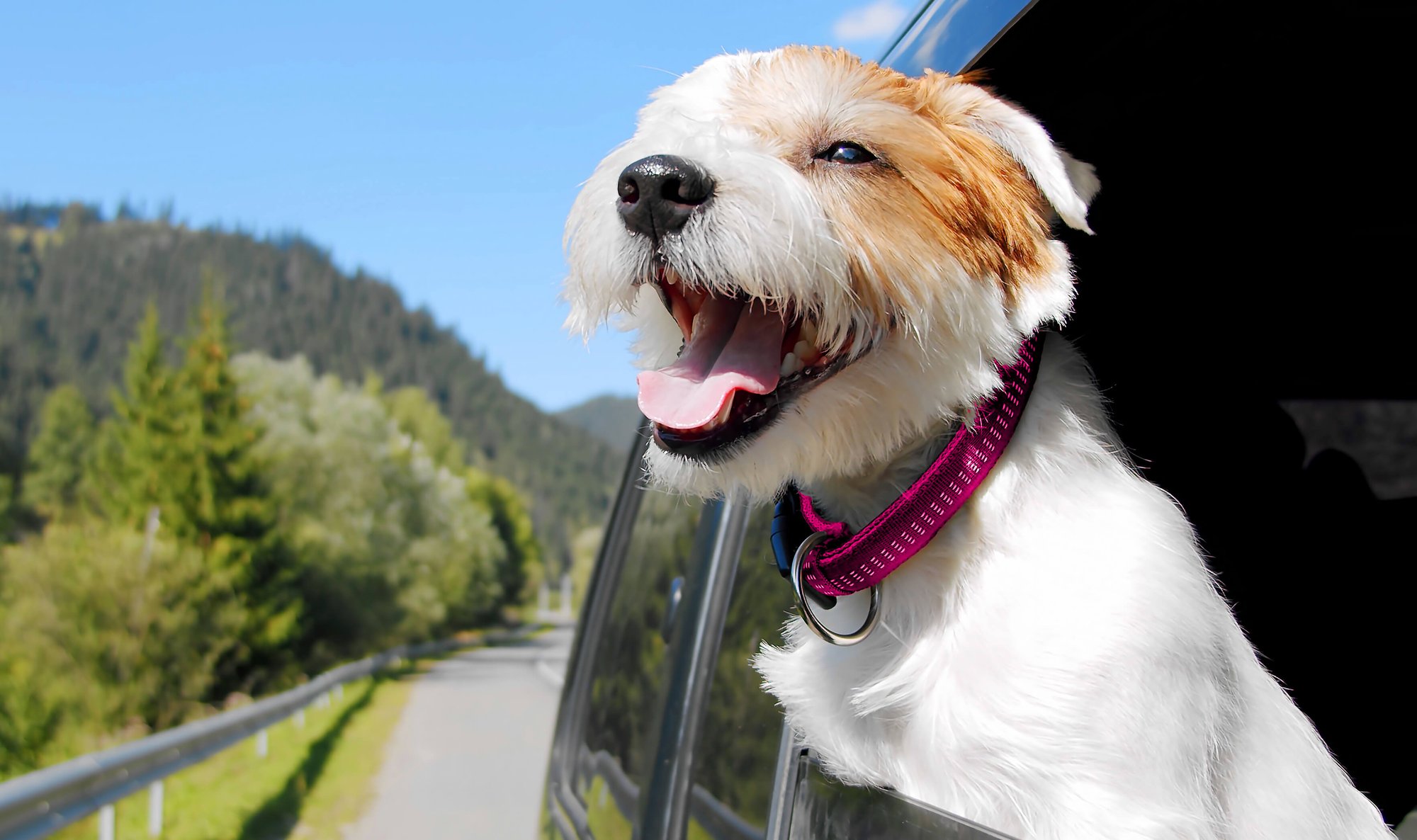dog-in-car-desktop