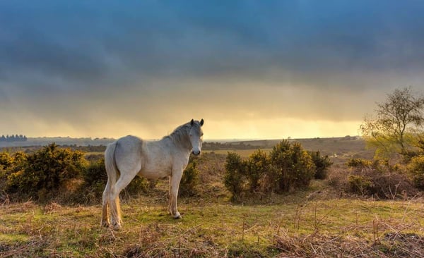 The New Forest